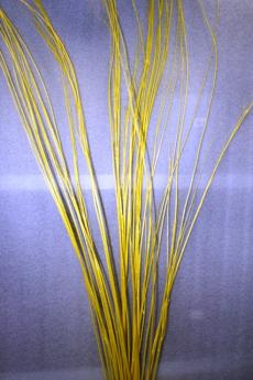  STRAIGHT WILLOW 6/Ветки ивы прямые, уп./желтый
